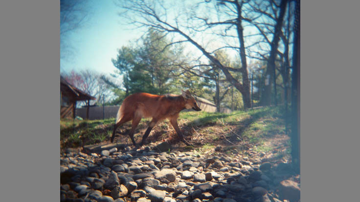 Rinchey, Jennifer Maned Wolf Holga Islip
