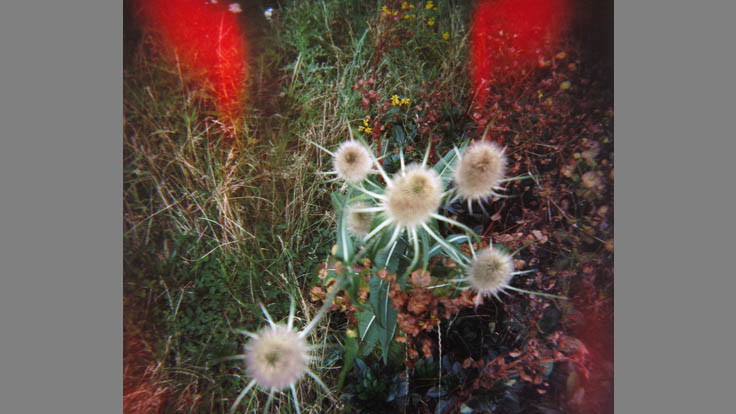 Soper Anna Teasels at Mile End, London Holga Kingston Canada