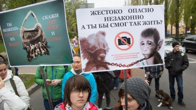В Україні набув чинності закон про посилення покарань за знущання над тваринами