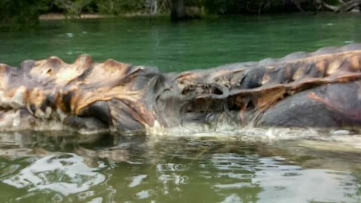 Морське чудовисько виявилося вусатим китом