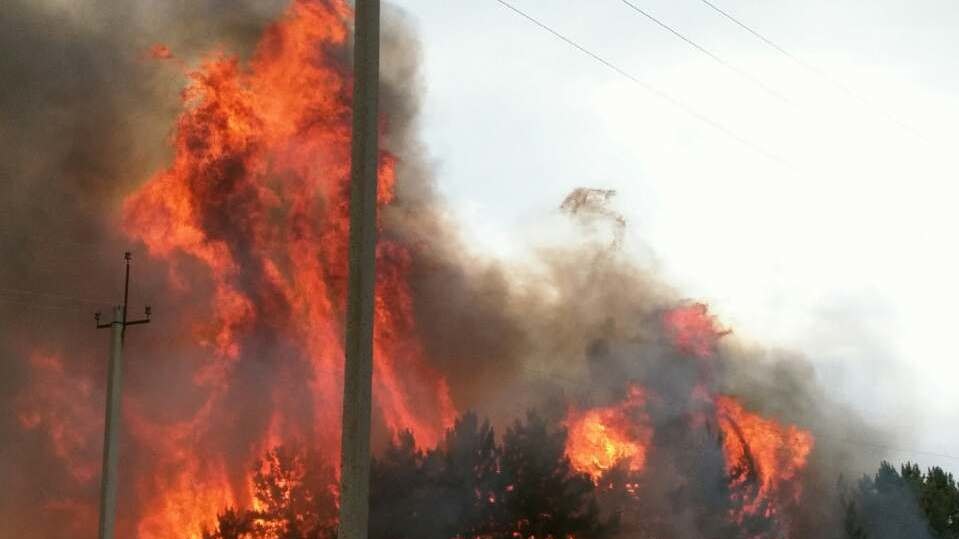 В Одеській області ліквідована пожежа хвойного лісу