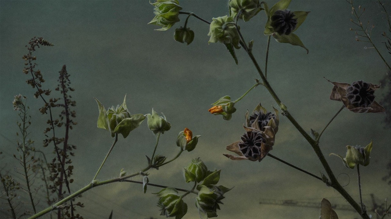 Деніел Шиппі. Переможець у номінації «Художня фотографія (Серія)»