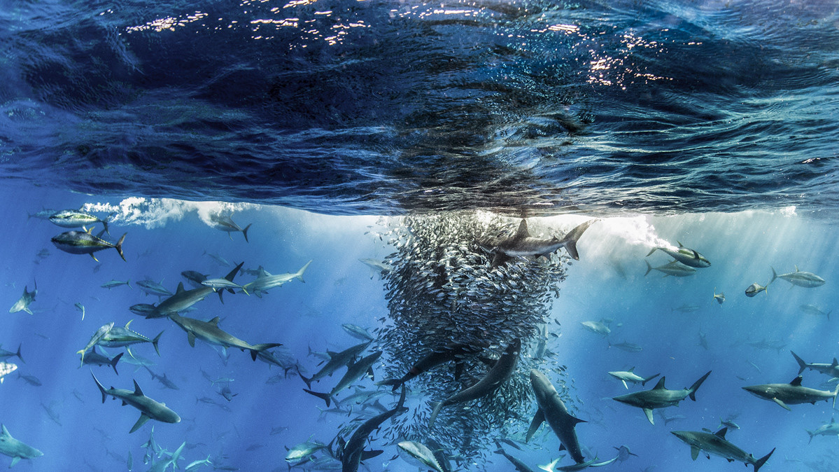 Ральф Пейс, «Сбор у Ревилья-Хихедо», Мексика