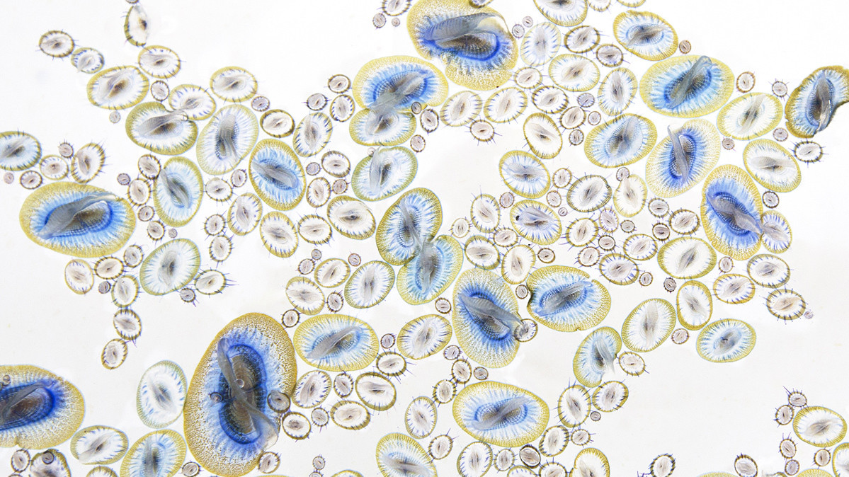 Джоди Фредиани, «Морские драгоценности», Тихий океан недалеко от берегов Калифорнии