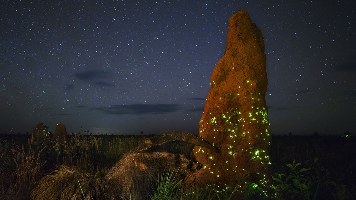Марсио Кабрал, «Экосистема», западная Бразилия