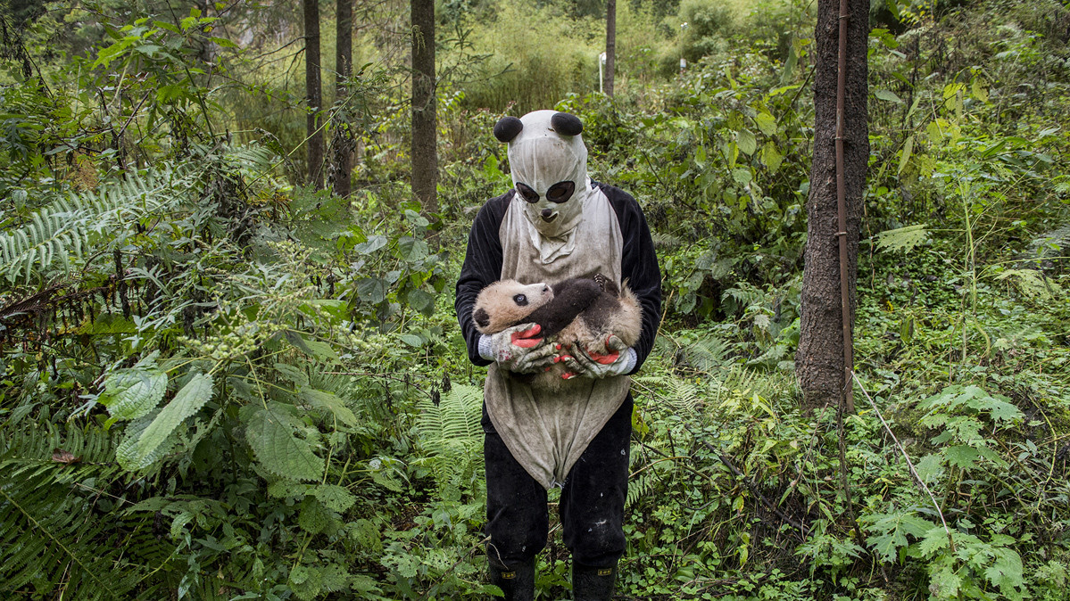 Эми Виталь. Сотрудник китайского центра по разведению панд держит в руках детёныша
