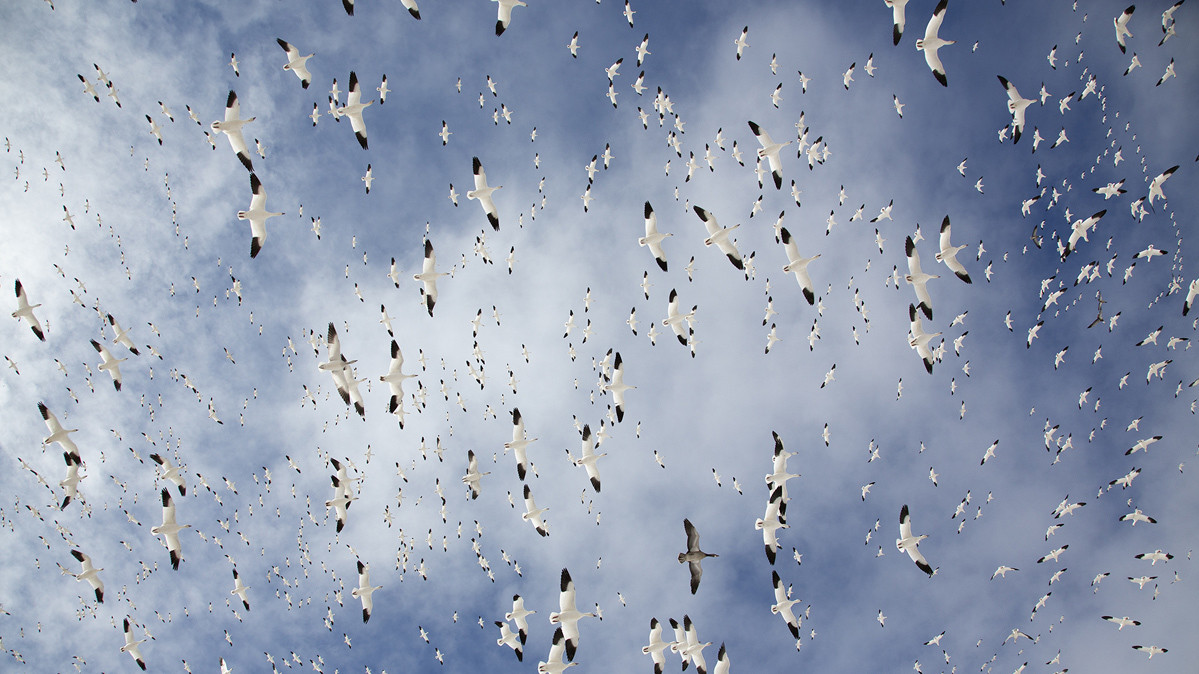 Дэниз Ипполито, «Снежный шар», Нью-Мексико, США