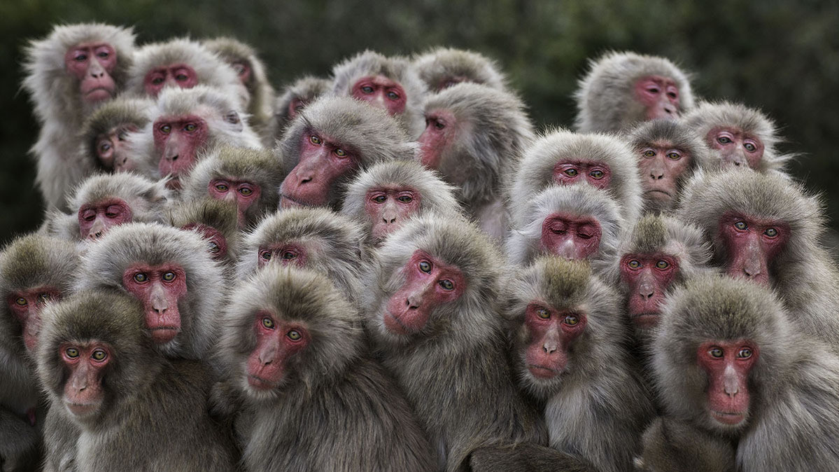 Александр Боннефой,»Чем теснее, тем теплее», остров Шодошима, Япония