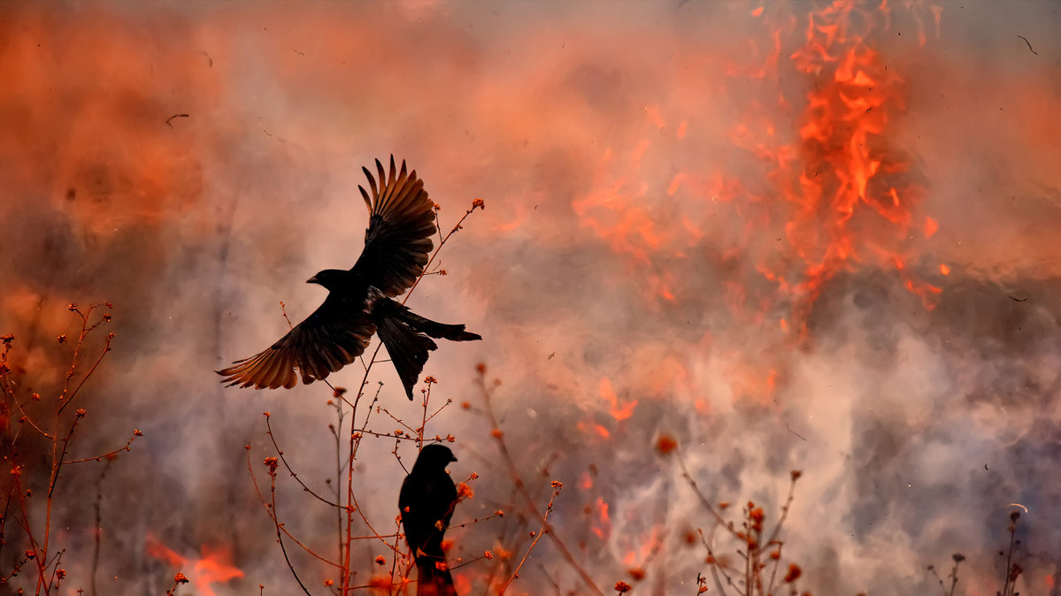 Каллол Муккерджи,»Бесстрашие в пламени», Западная Бенгалия