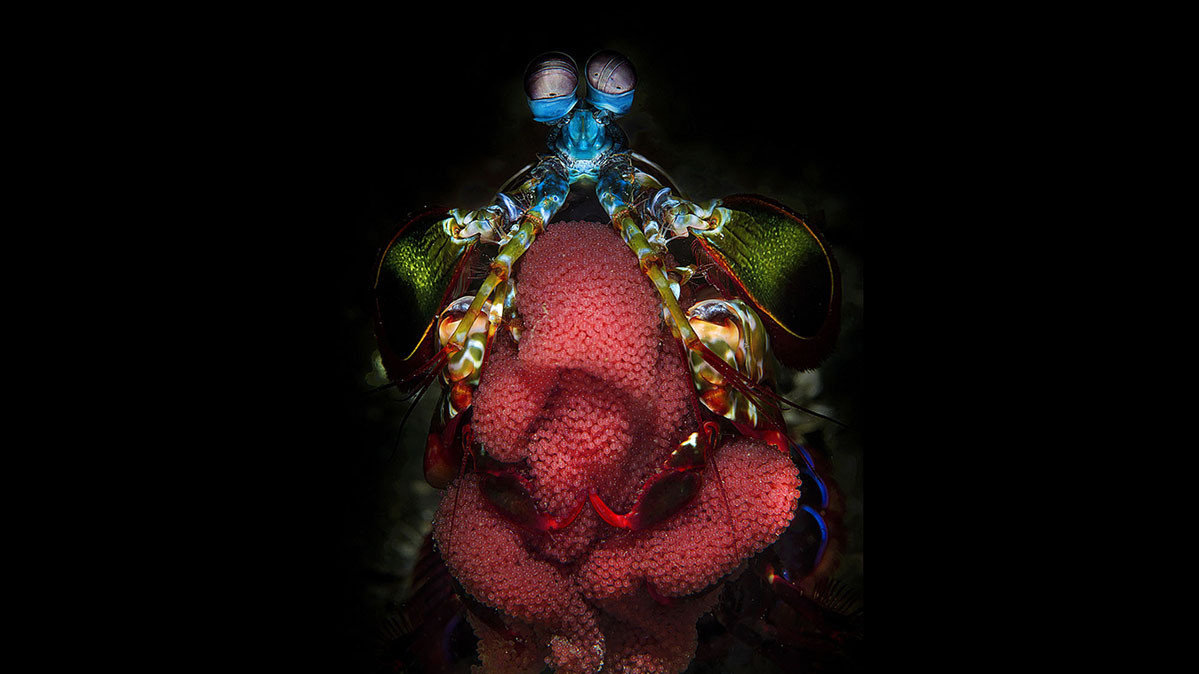 Филиппо Борги, «Мать богомола», Индонезия