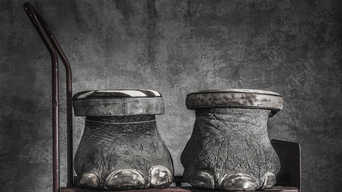 Бритта Джашински, «Конфисковано», Стопы слона, превращённые в скамеечки для ног были конфискованы в Колорадо, наряду с 1,3 миллионом других предметов, имеющих отношение к дикой природе.