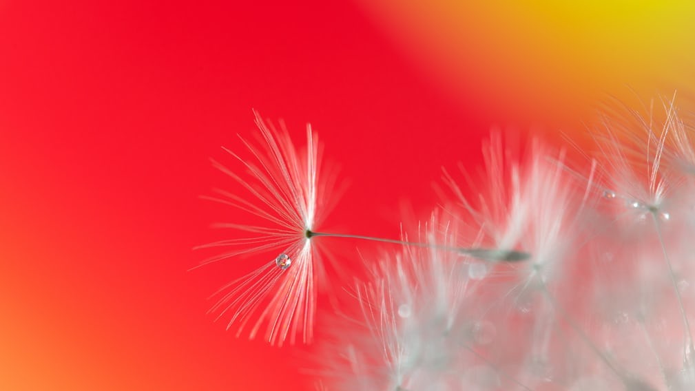 Елісон Лоуренс, "Крапля на кульбабі", Велика Британія