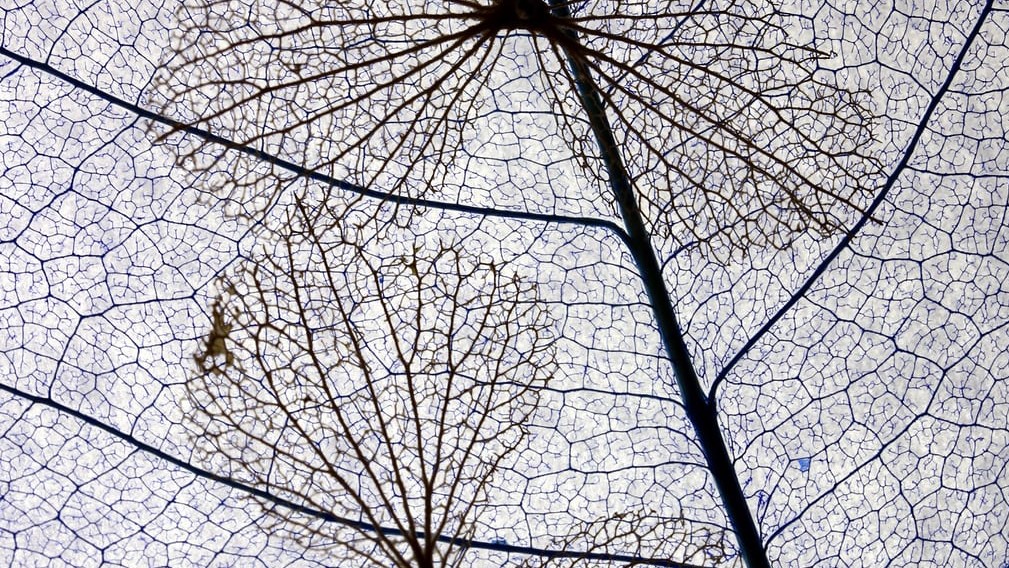 Мінгуй Юан, «Мережива», Китай