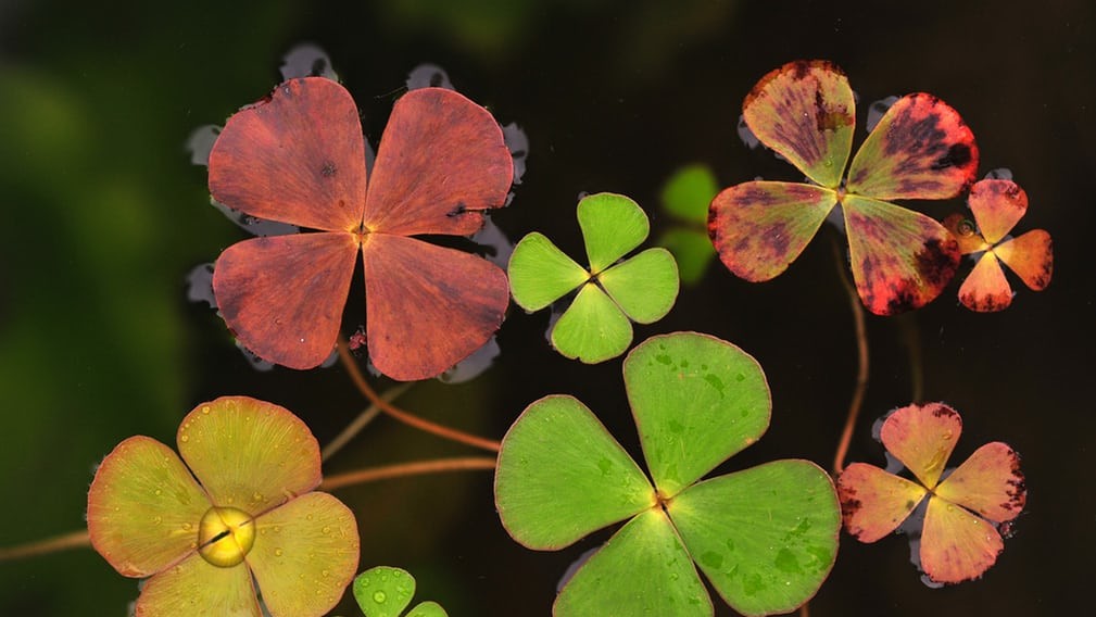 Мінгуй Юан, «Пори року в воді», Китай