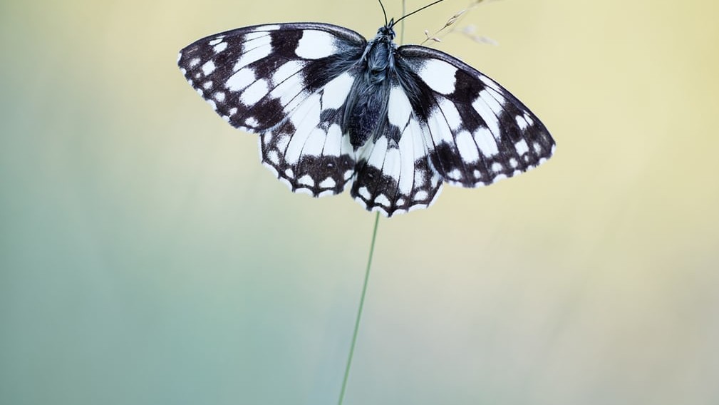 Джудіт Борреманс, «Галатея у Брен», Франція