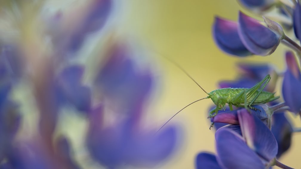 Трой Хейнхаус, «Хованки», Нідерланди