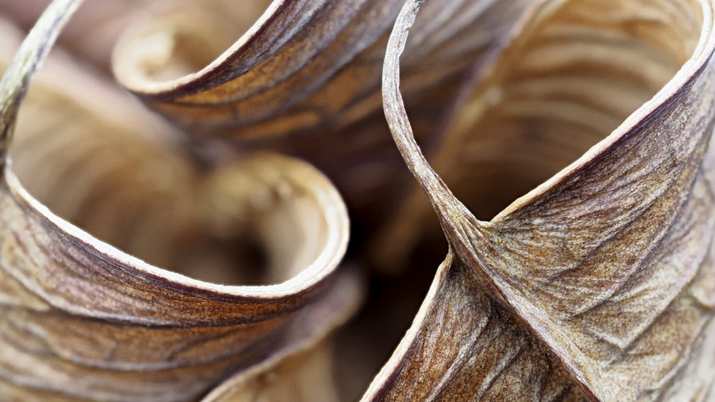 Робін Буутбі, «Гондоли Геллебора», Велика Британія