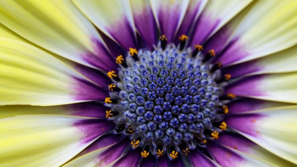 Джилліан Пламер, "Блакитноока краса", Велика Британія