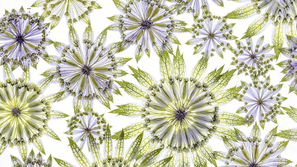 Менді Дішер, «Астранція», Велика Британія