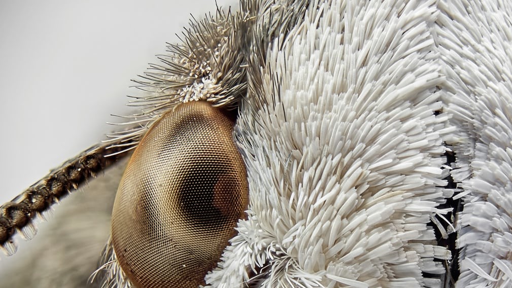 Андреа Гаруффо, «Язикан звичайний», Італія