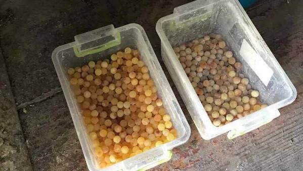 Однак навіть вилучені сім тонн – це буквально крапля в морі незаконно видобутого бурштину