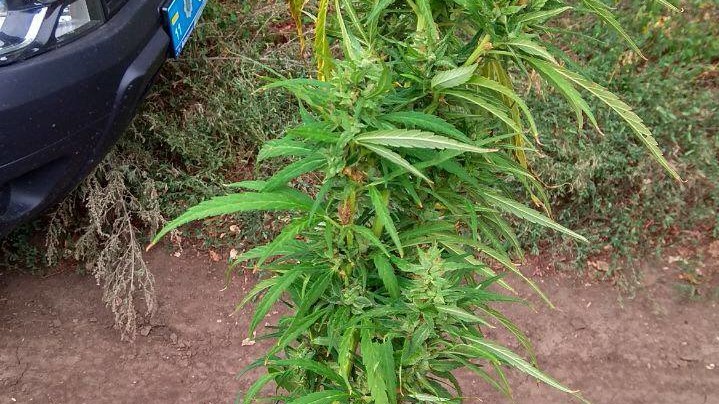 Країни світу поступово починають приймати закони про визнання марихуани медичним засобом