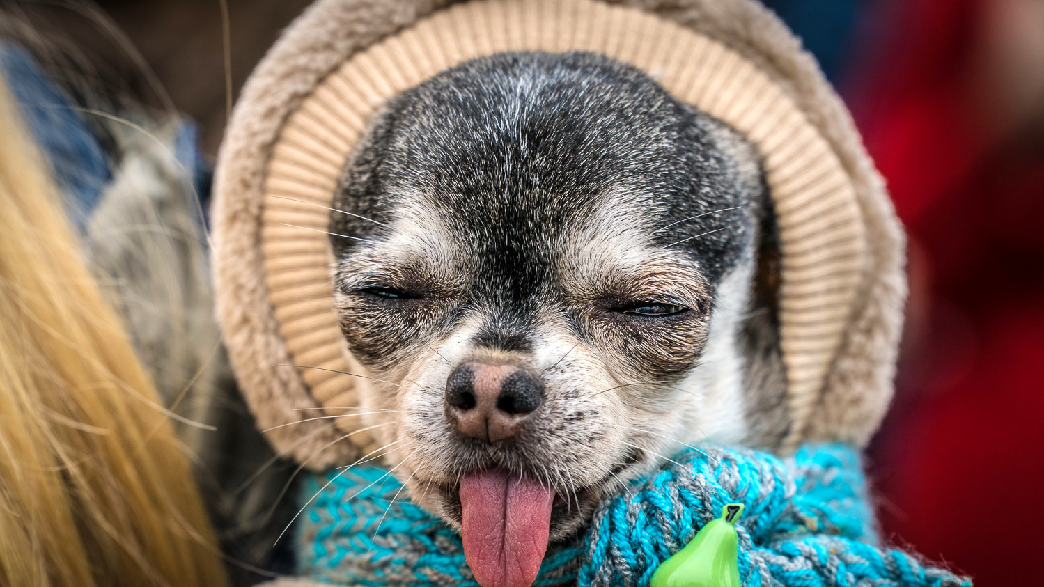 У ЄП закликають не купувати тваринок, а забирати додому безхатченків