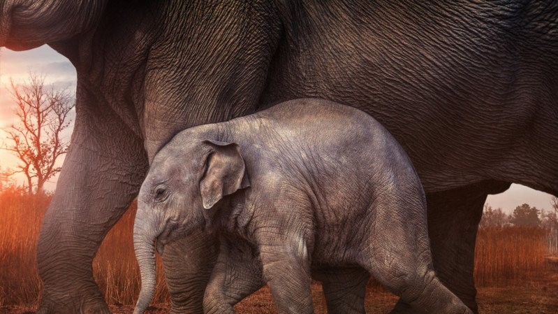 "Великий і ще більше" - Кріс Френк