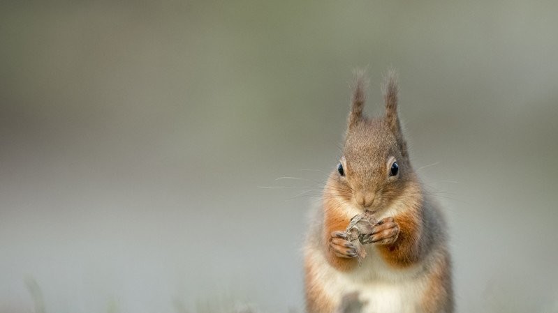 "Руда білка" - Фото Gladys Klip