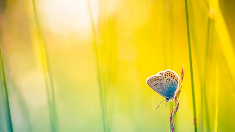 "Світло Слави" - Фото Icemanphotos