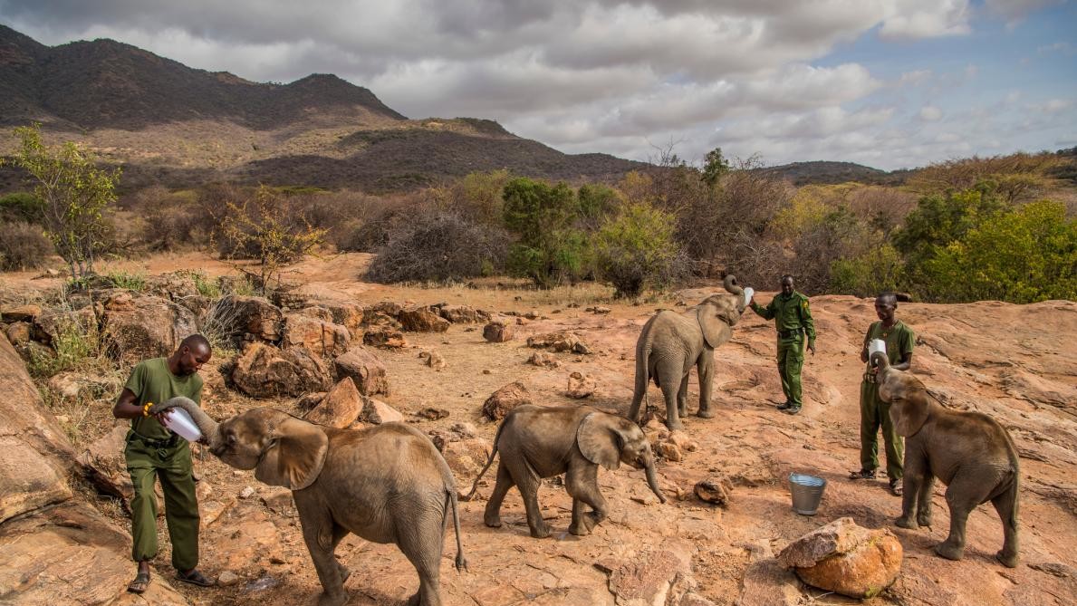 Слоненят-сиріт годують в притулок в Кенії. Мета працівників притулку – повернути своїх вихованців у живу природу.