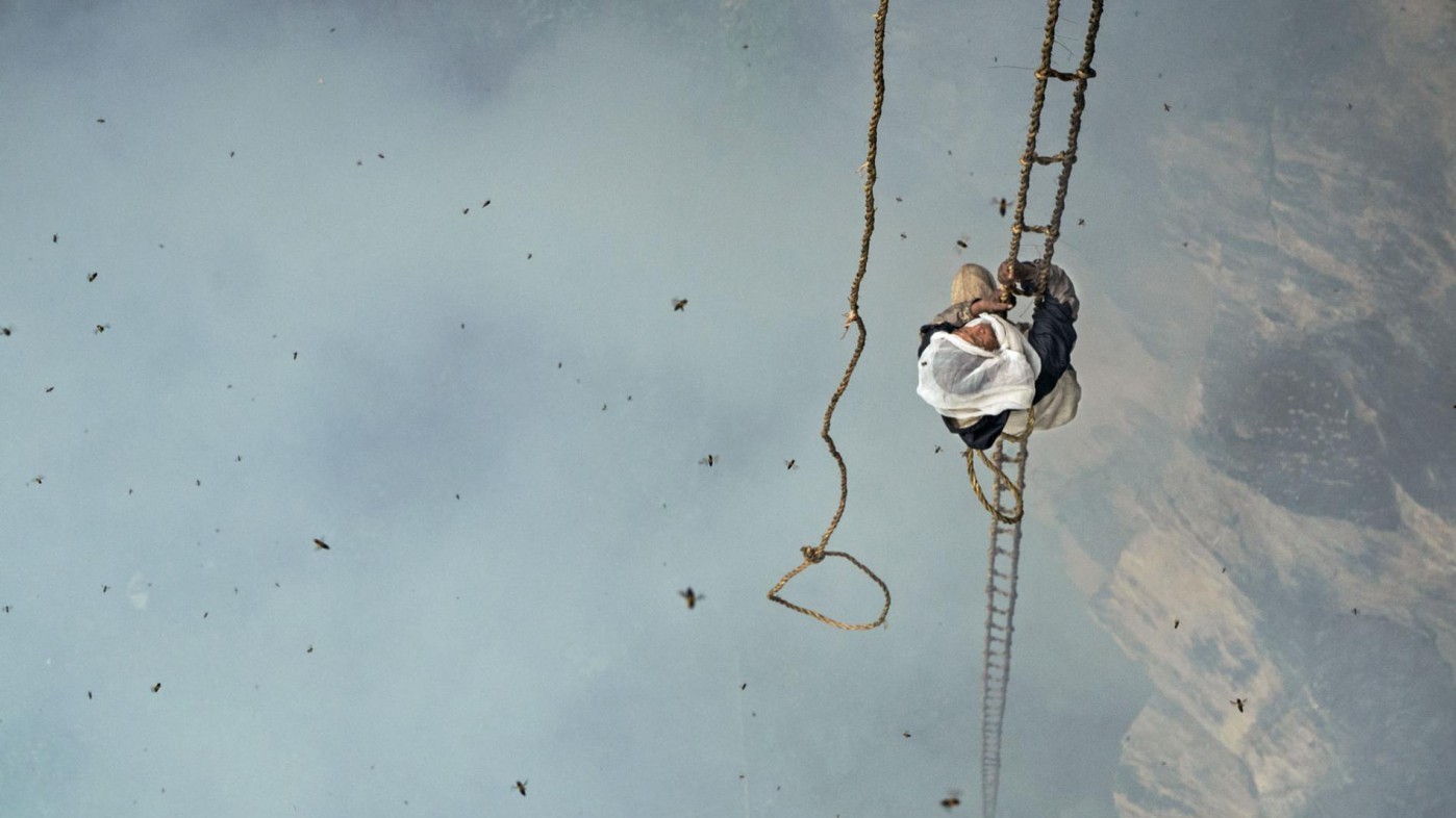 Непальська мисливець за медом диких бджіл лізе до вулика на висоті 30 метрів над прірвою.