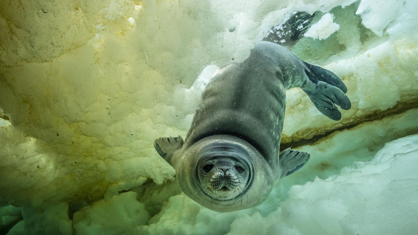 Юний тюлень здійснює свій перший заплив.
