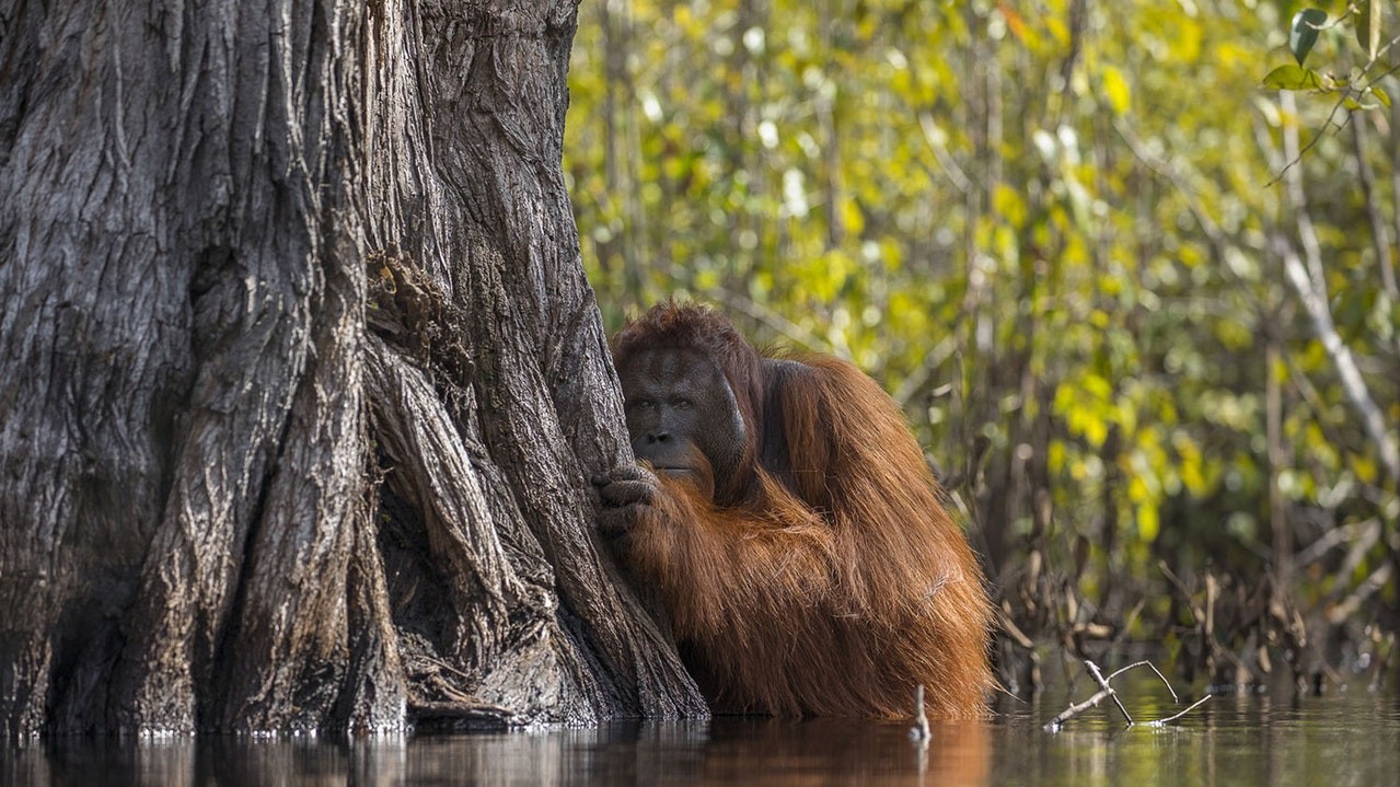 Орангутан визирає з-за дерева під час переходу річки на острові Борнео, Індонезія. Фото: Джайпаркаш Джога Бохан. Перше місце в загальному конкурсі, Гран-прі