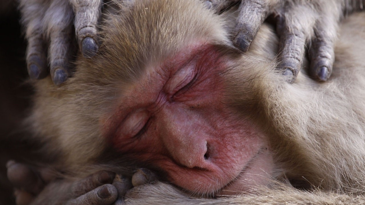 Японський макак відпочиває на гарячих джерелах. Фото: Ленс Макміллен