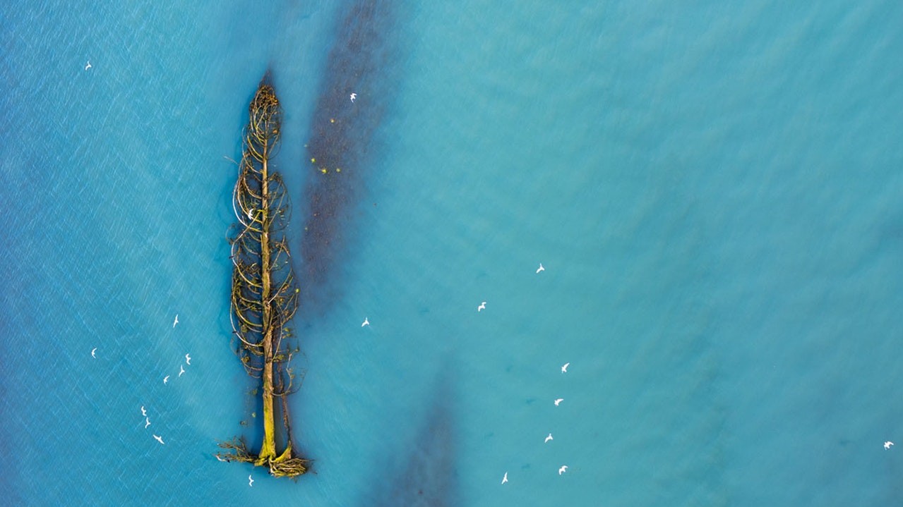 Кедрове дерево несе течією річки в Британській Колумбії, Канада. Фото: Агат Бернард