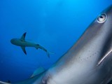 Карибская рифовая акула изучает камеру. Фото: Шейн Гросс