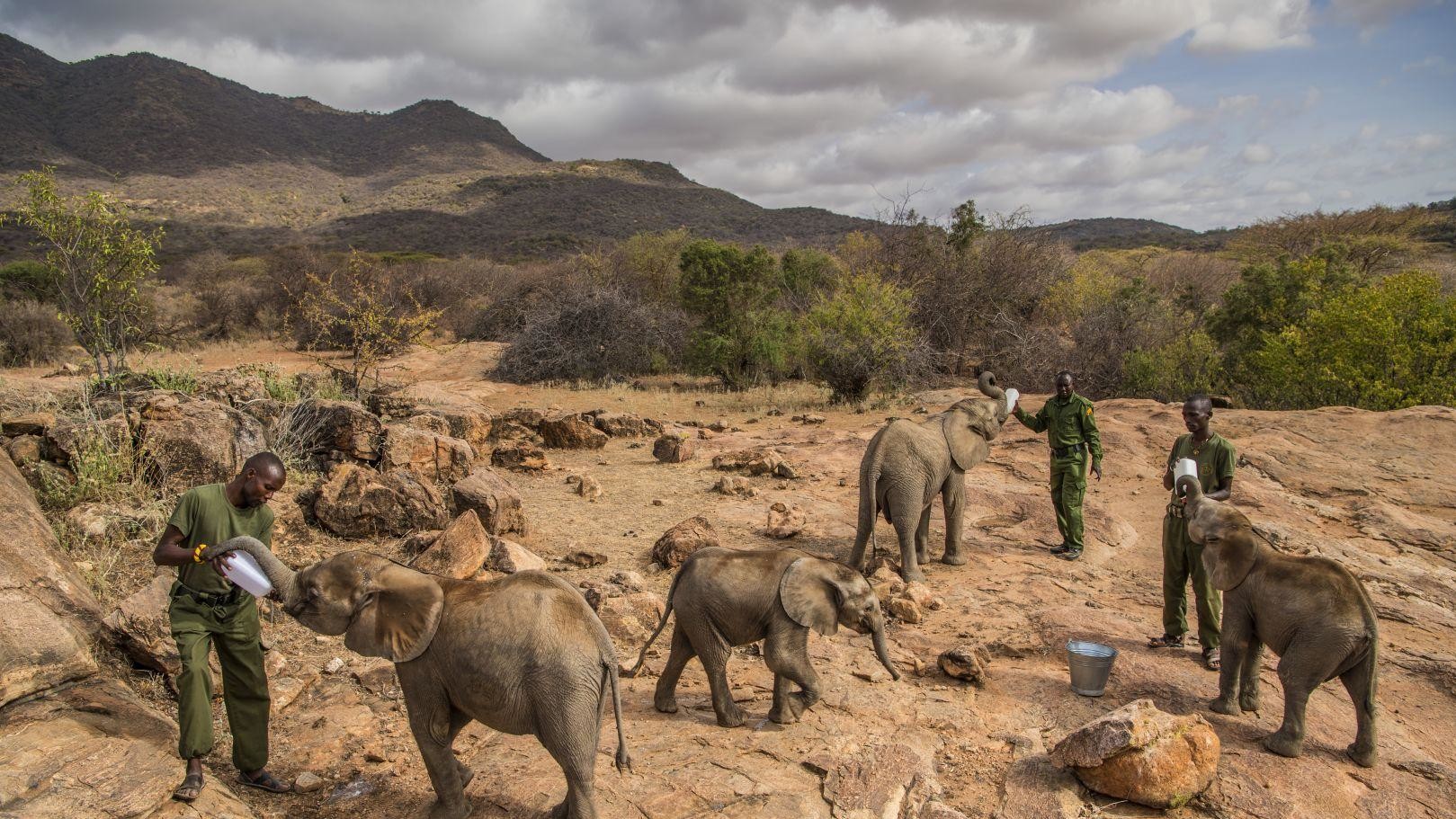 Осиротілі слоненята реабілітуються і повертаються в дику природу в громадському заповіднику Reteti у північній Кенії. Фото: Емі Вітале, США.