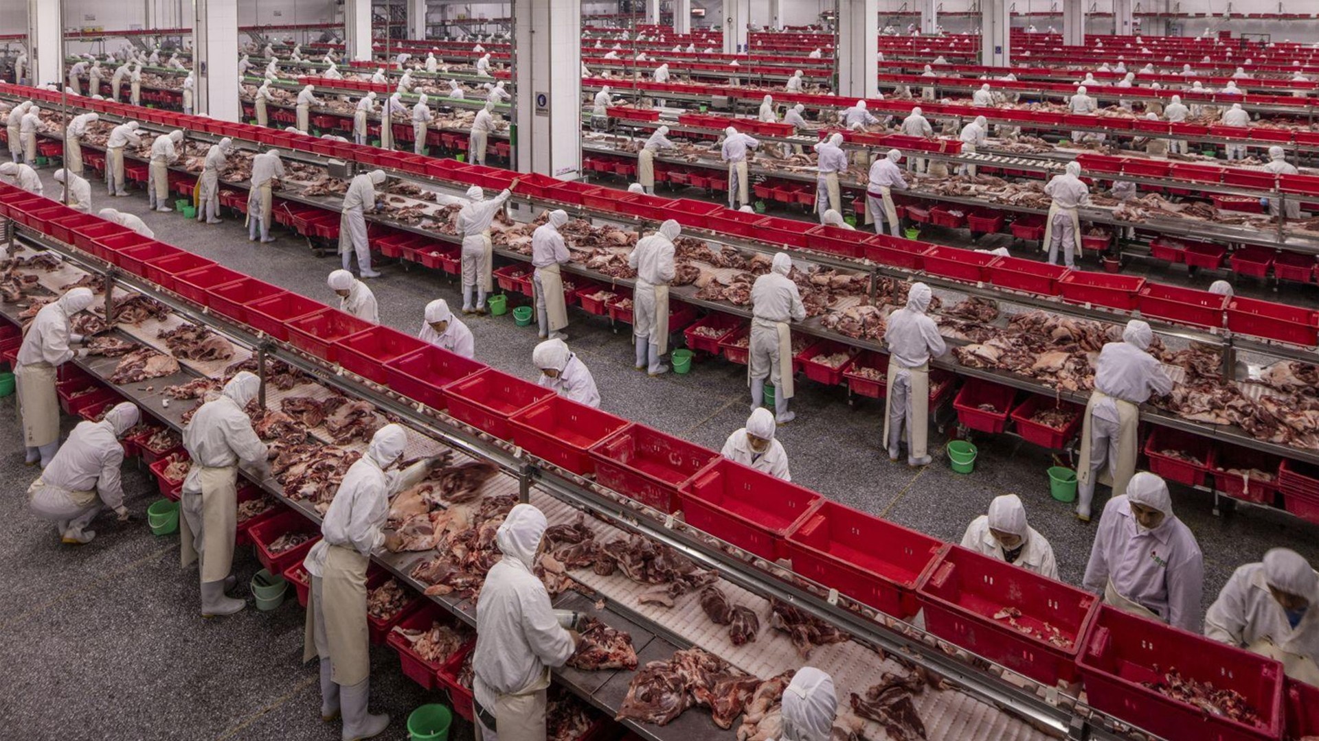 М'ясна фабрика в Китаї. Фото: Джордж Стейнметц. Категорія «Проблеми сучасності»