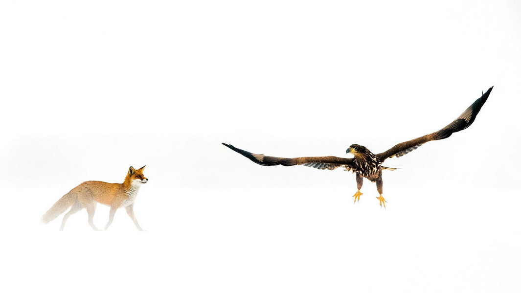 Лисиця і орлан-білохвіст в Національному парку Кискунсаг, Угорщина. Фото: Bence Mt.