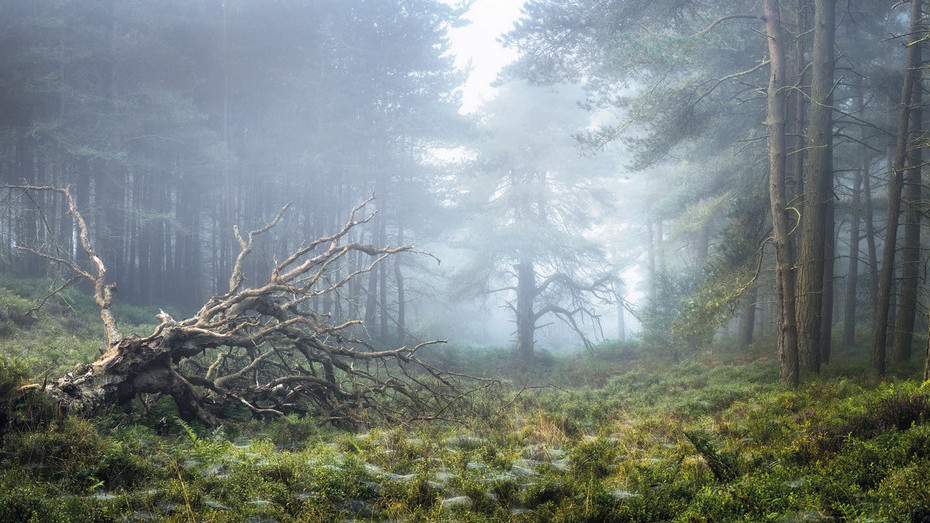 Пейзаж Північного Йоркшира, Англія. Фото: Simon Baxter.