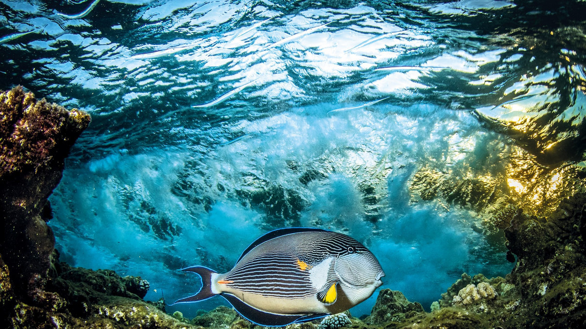 Червоне море, Єгипет. Фото: Saeed Rashid.