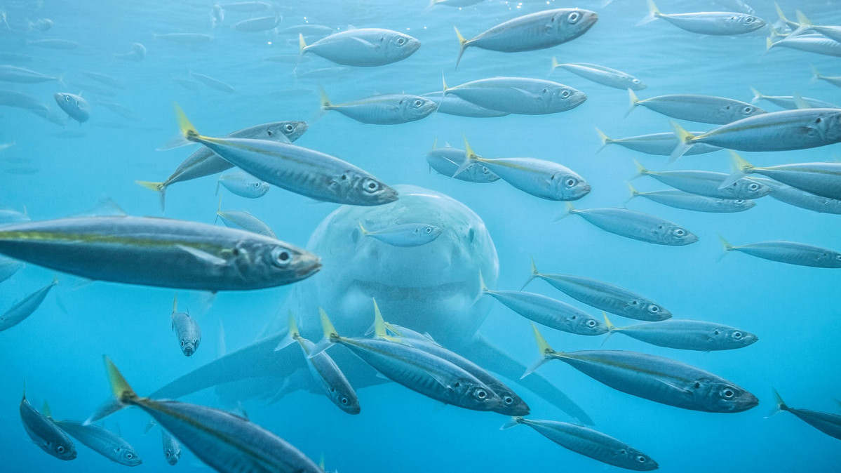 Найдавніший хижак. Велика біла акула в Мексиці. Фото: Pekka Tuuri.