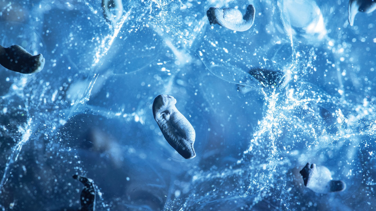 Пуголовки в калюжі в графстві Камбрія, Англія. Фото: Amy Bateman.