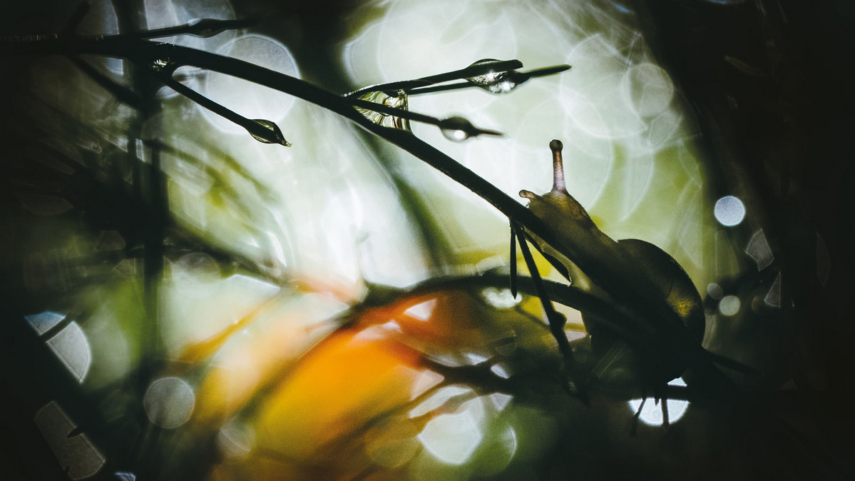 Лісовий житель Ессексу, Англія. Фото: William Mallett.