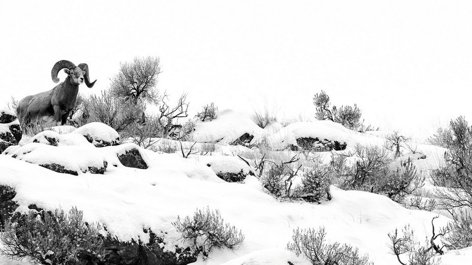 Товсторогий баран у Британській Колумбії, Канада. Фото: Josiah Launstein.