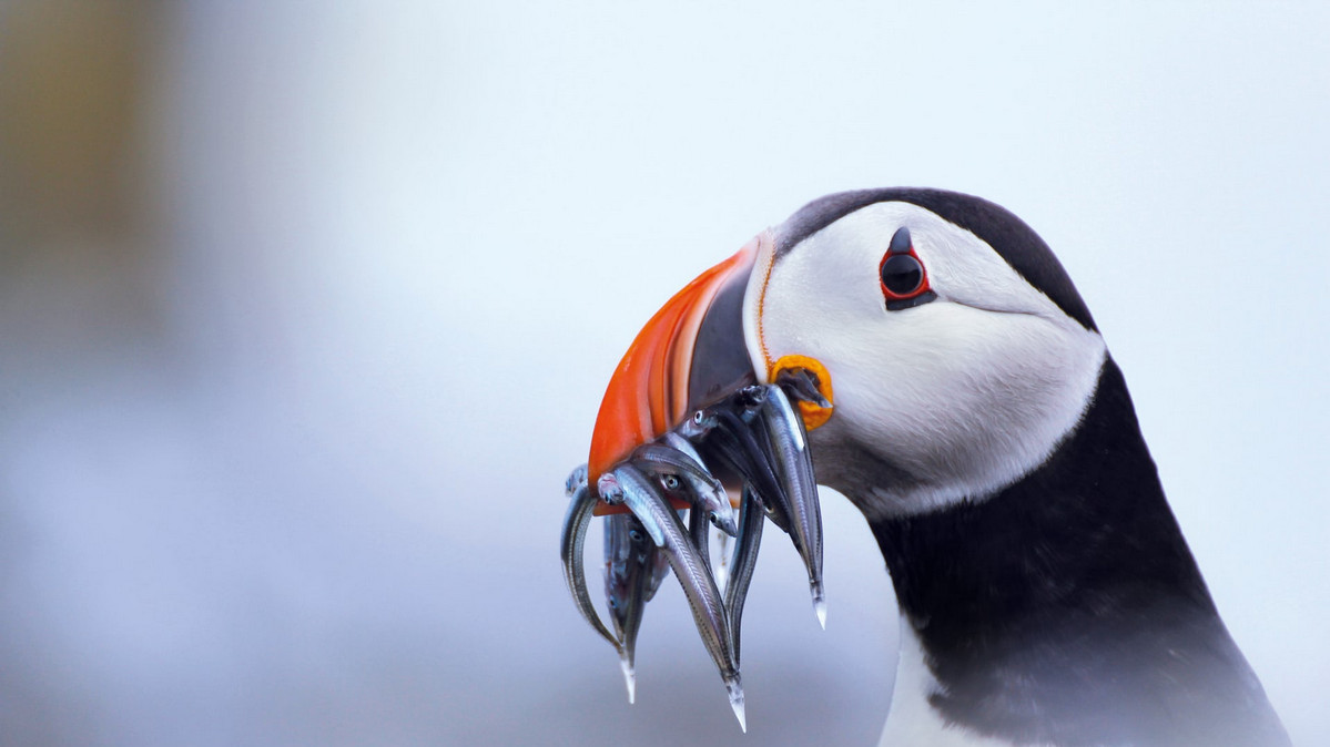 Жадібний тупик на острові Мей, Шотландія. Фото: Alicia Hayden