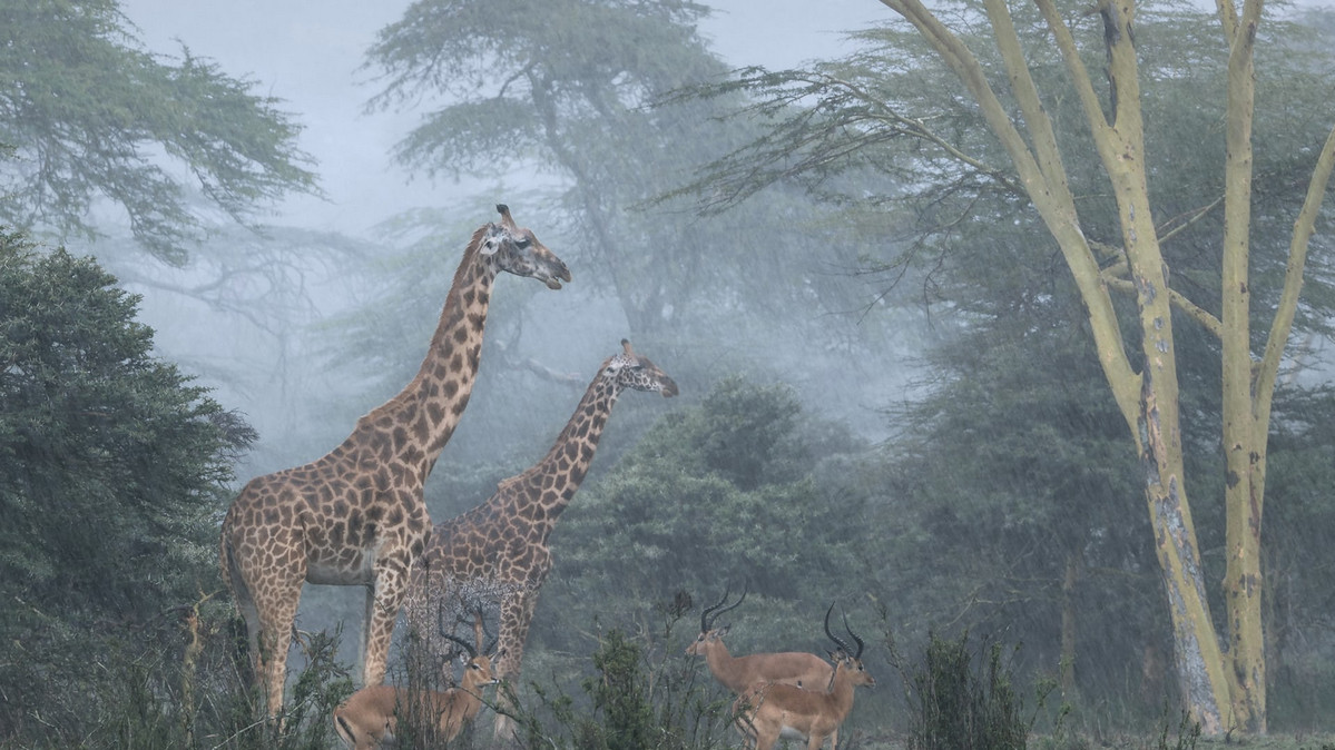 Національний парк Найробі, Кенія. Фото: Jose Fragozo.