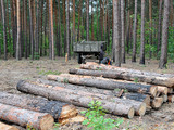 Зняття заборони на експорт дров недостатньо - вважають у посольстві.