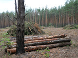Зняття заборони на експорт дров недостатньо - вважають у посольстві.
